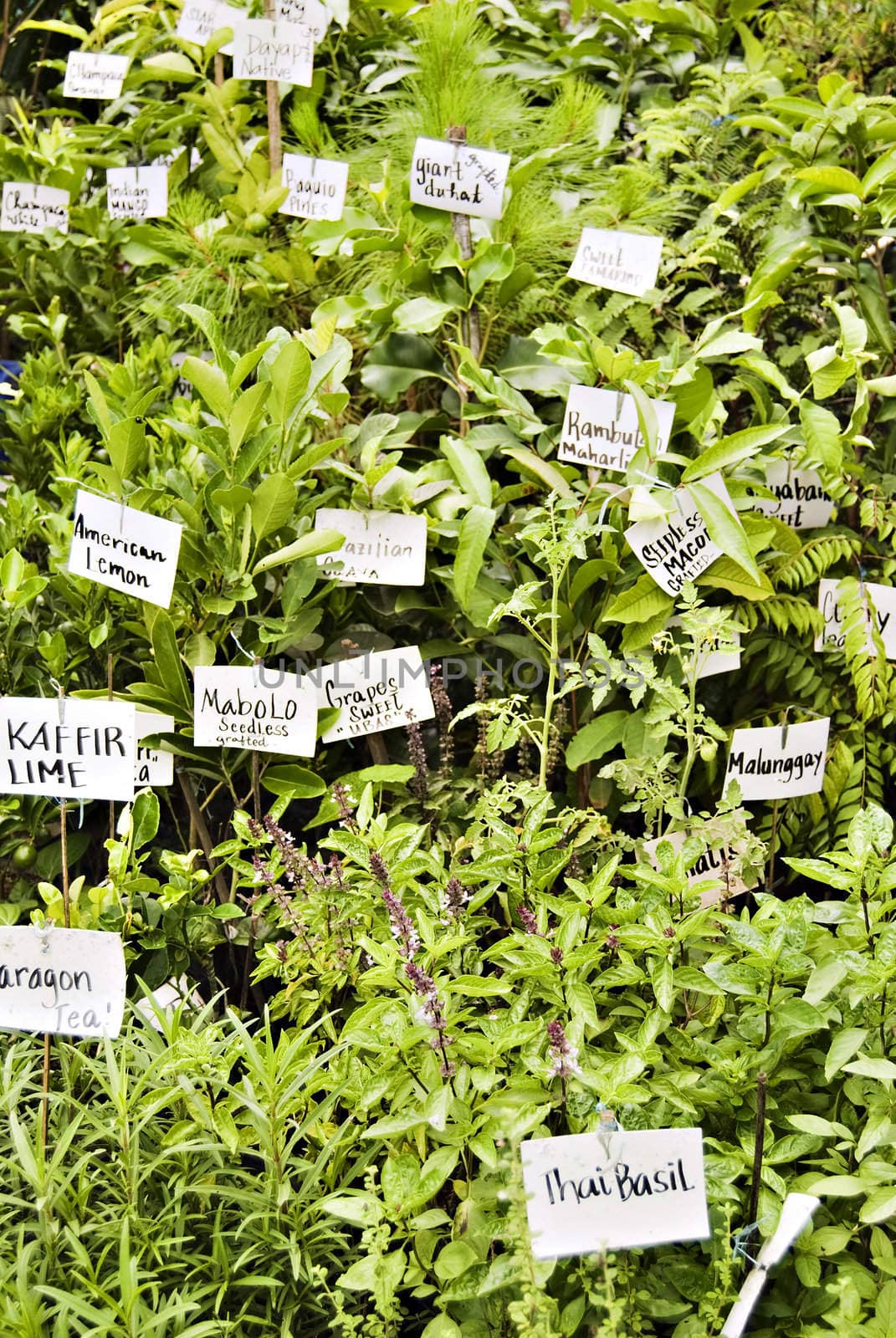 Various herbs for sale in market