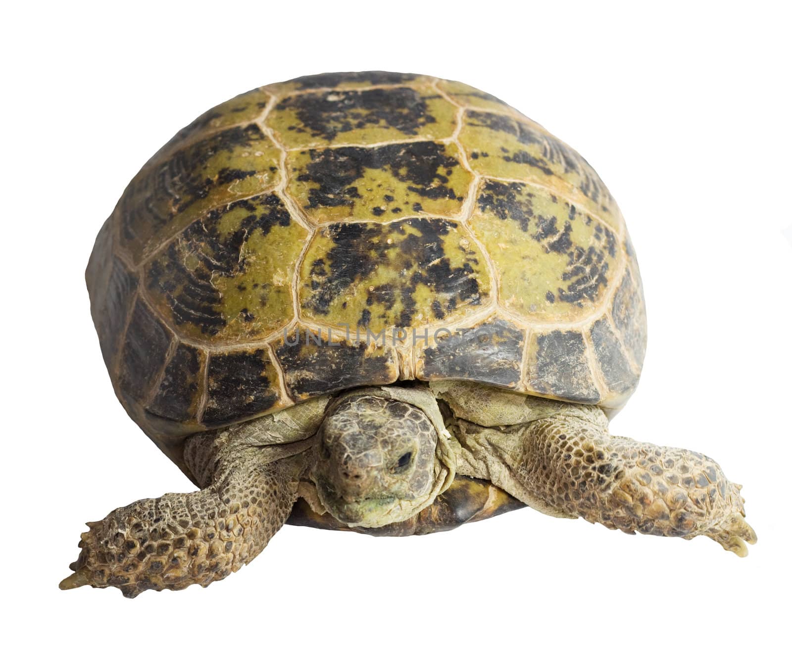 tortoise isolated on white background 