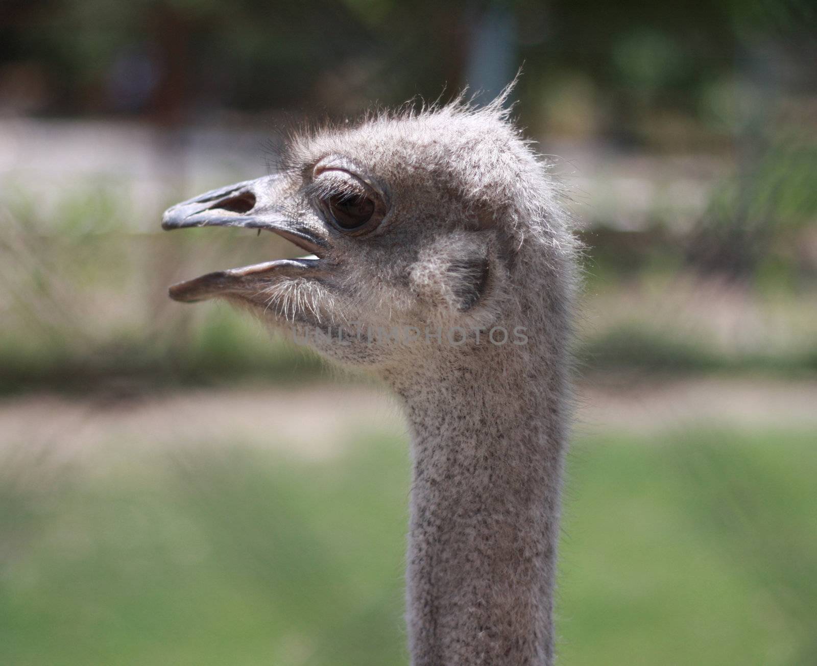  ostrich by schankz