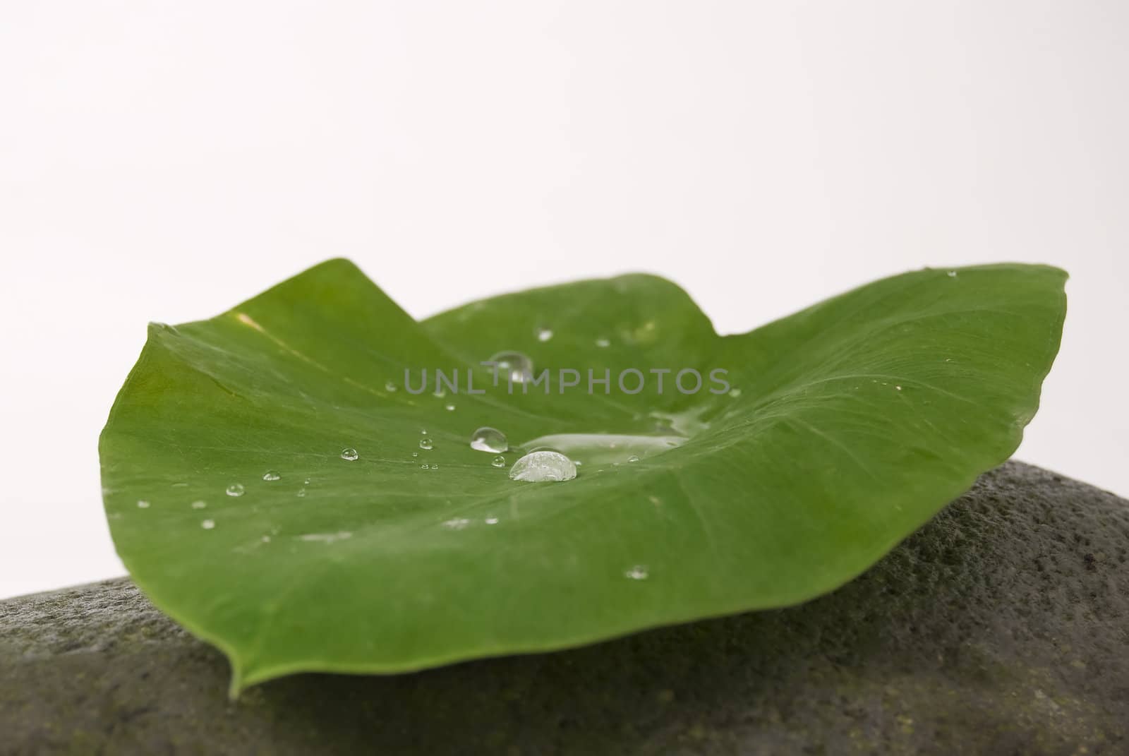 Water droplets on big leaf