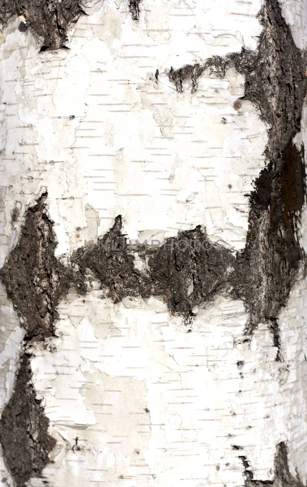 Texture of birch bark, background,