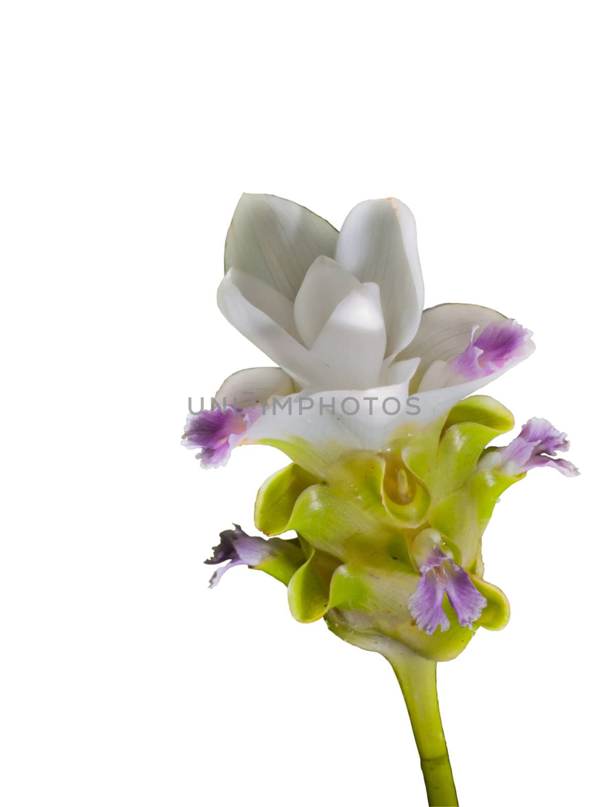 White Siam Tulip white background by FrameAngel