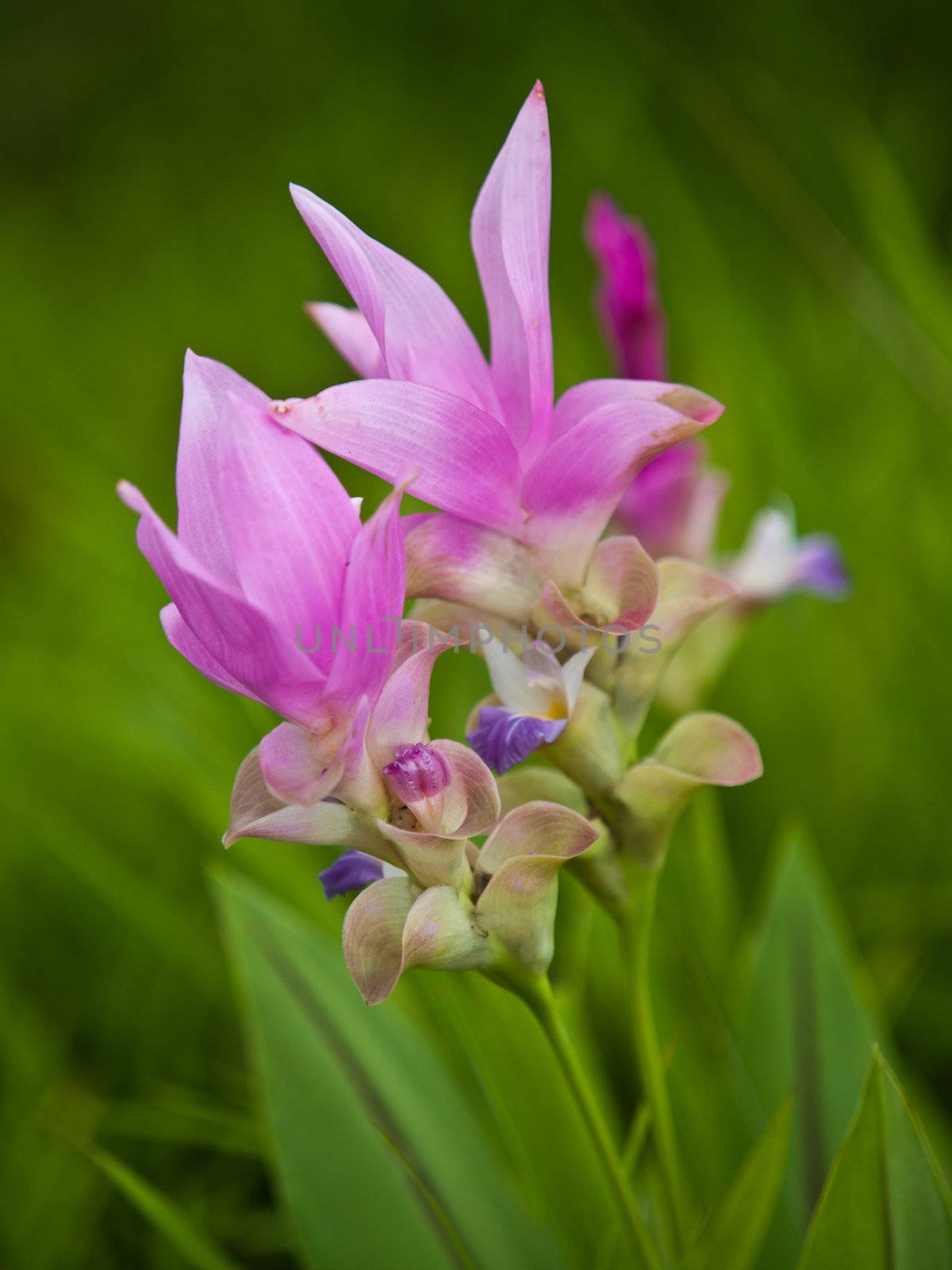 Couple Pink Siam Tulip blur background