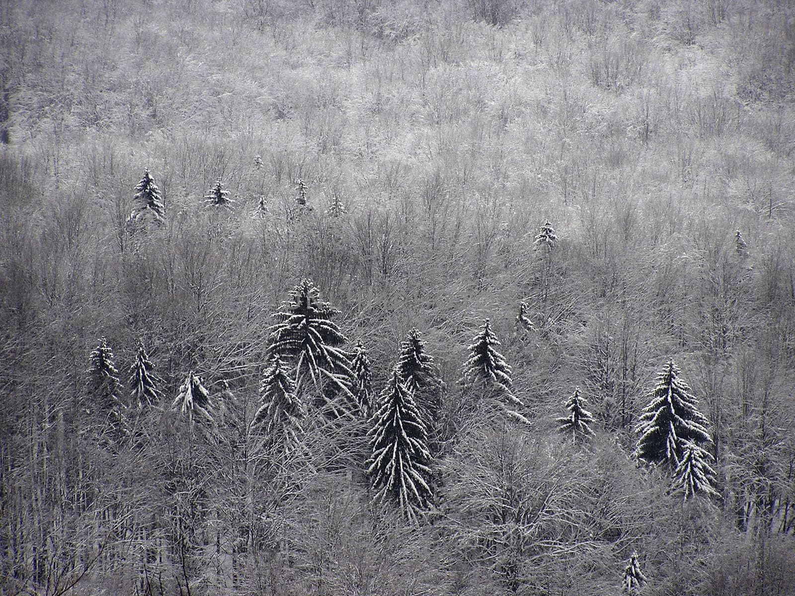 Forest at winter under snow.