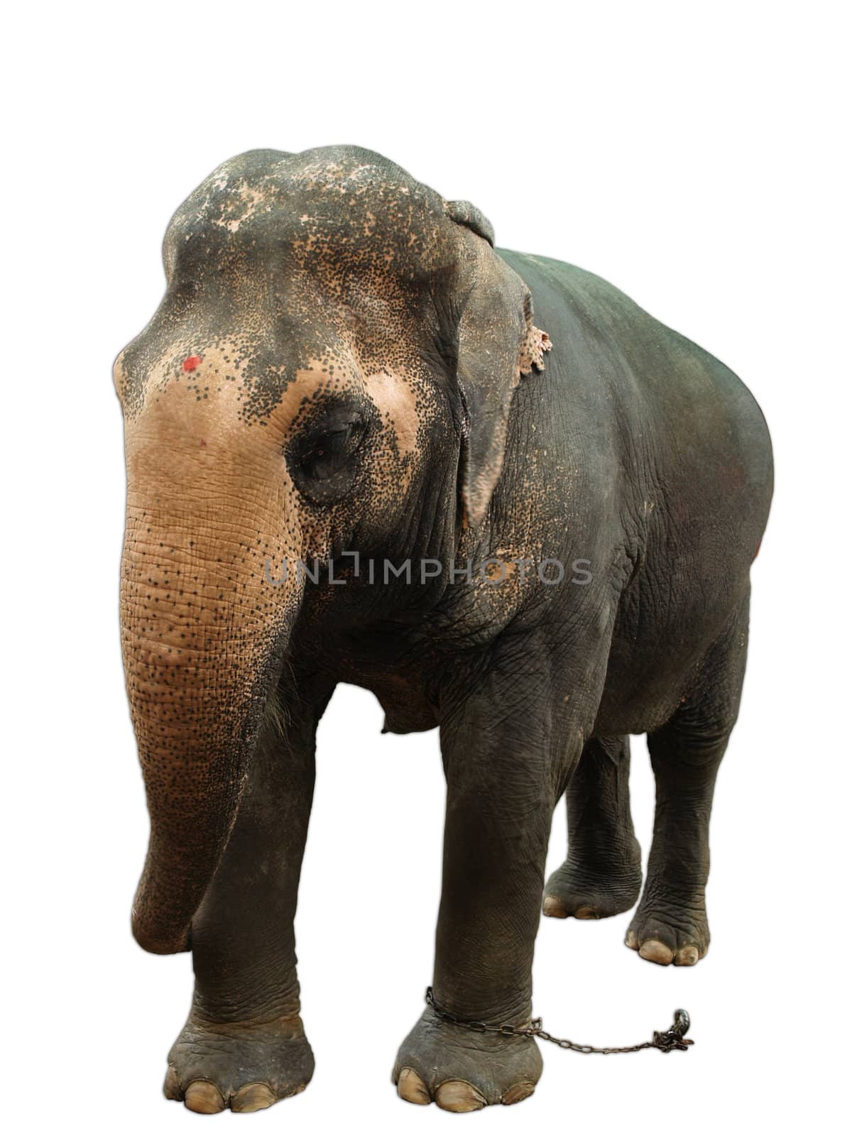 Asian elephant female isolated on white background  by FrameAngel