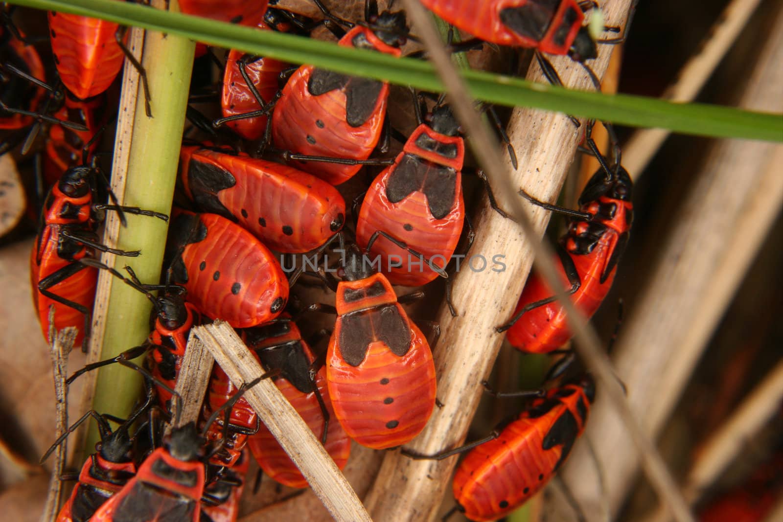 Red Bug (Pyrrhocoris apterus) - various  stages of development in a group