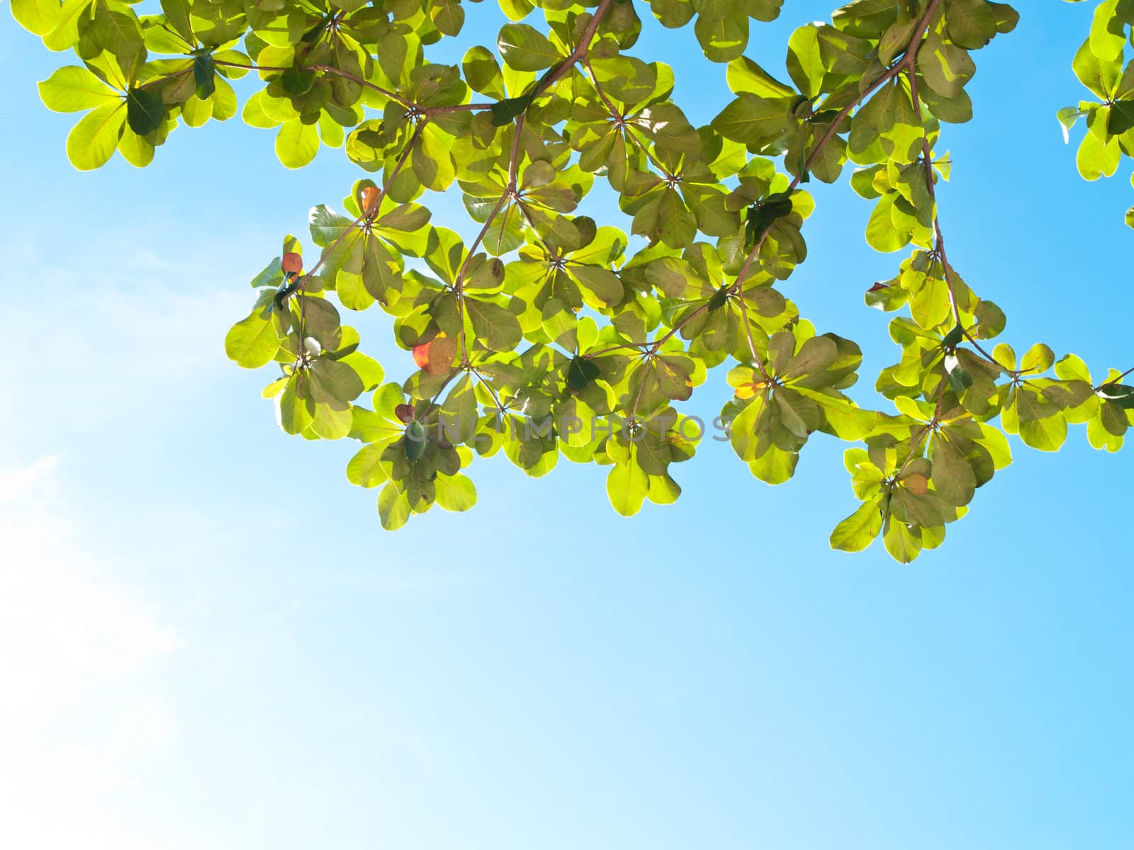 panoramic Green leaves on blue sky