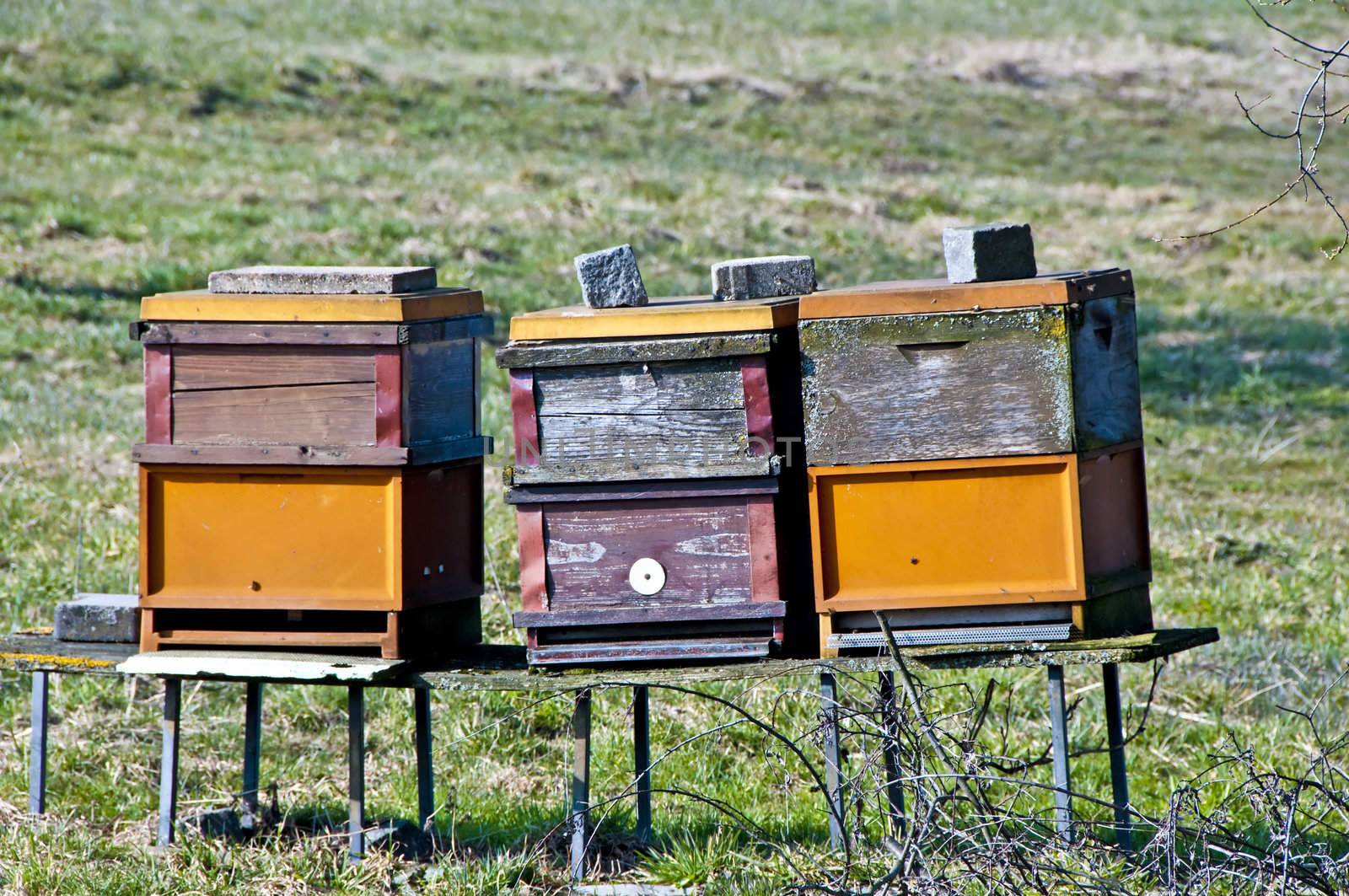 bee stocks in spring