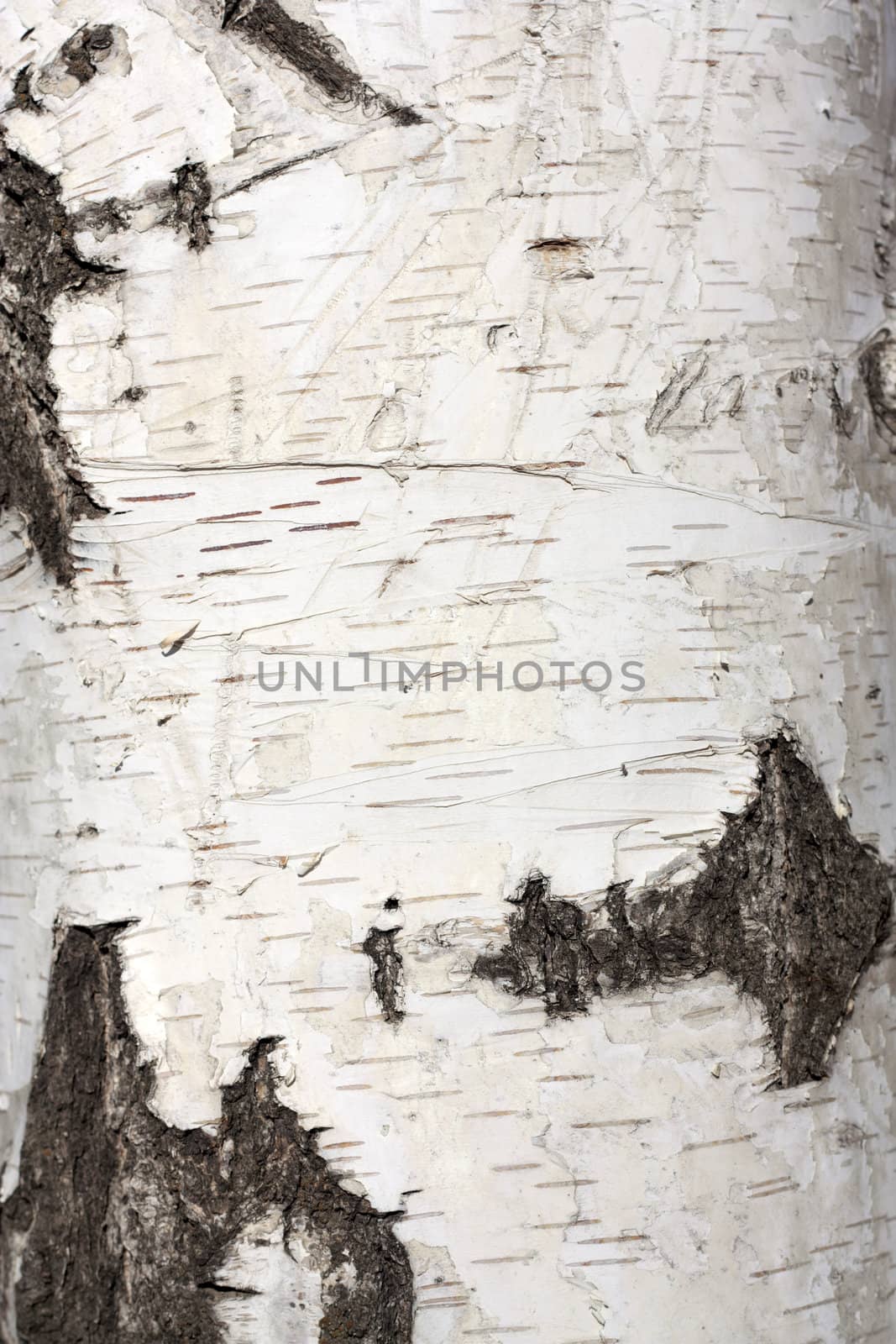 Texture of birch bark, background