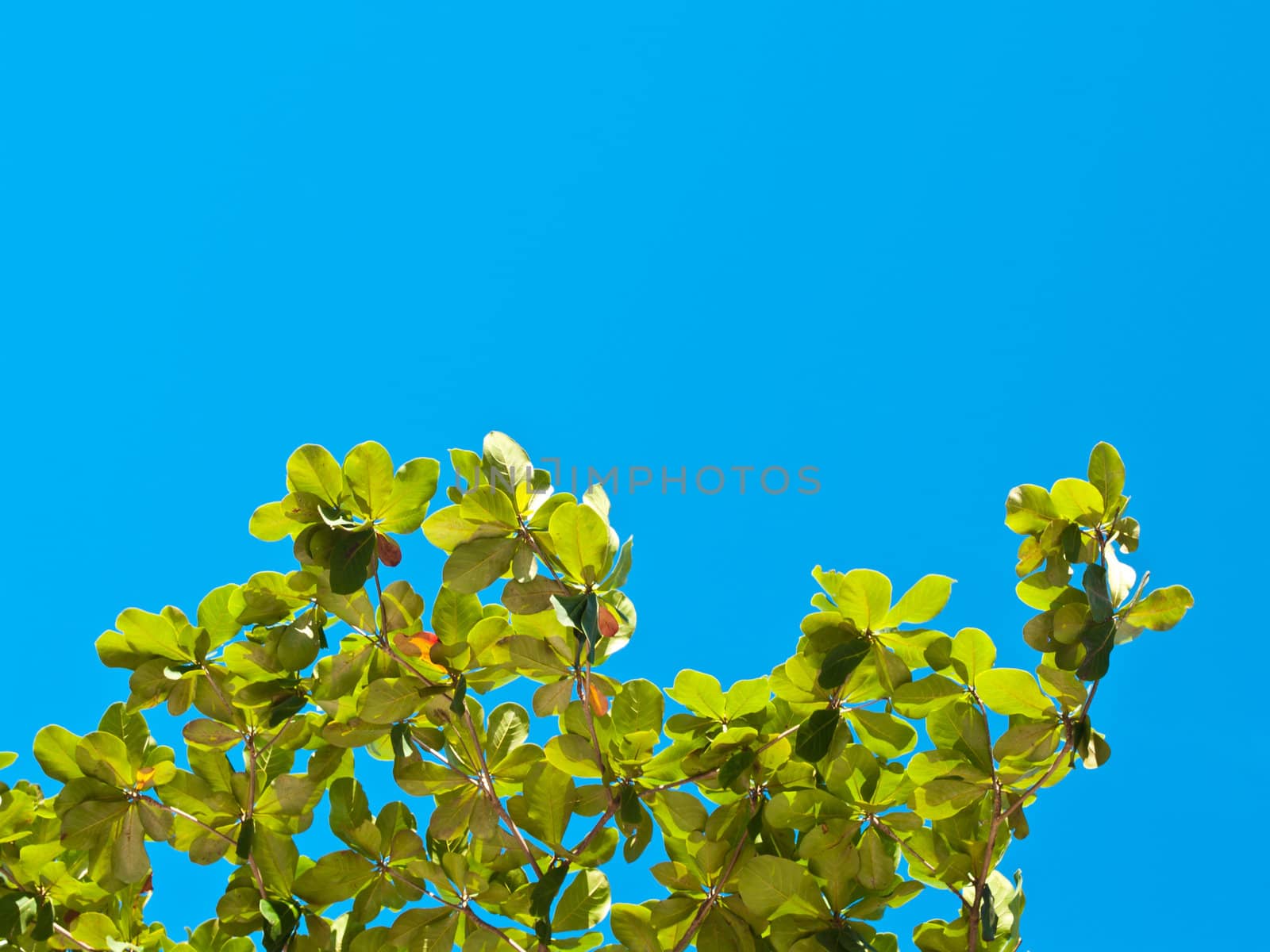 panoramic Green leaves on blue sky