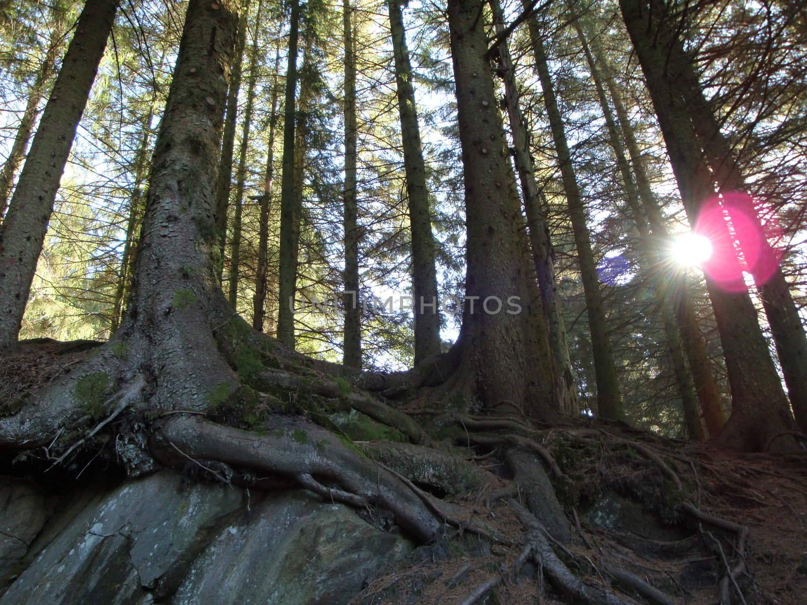 Funny roots