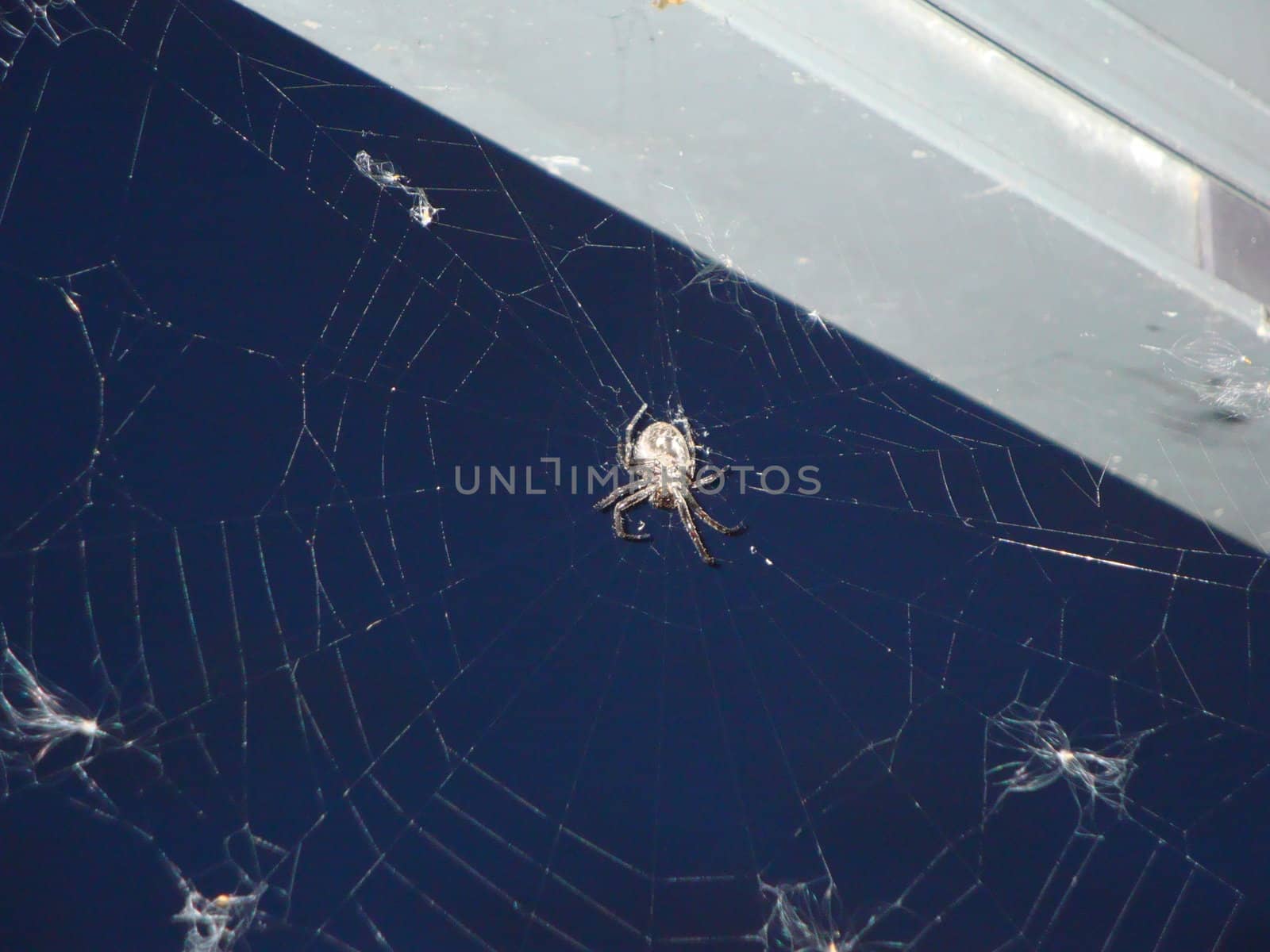 Spiderweb