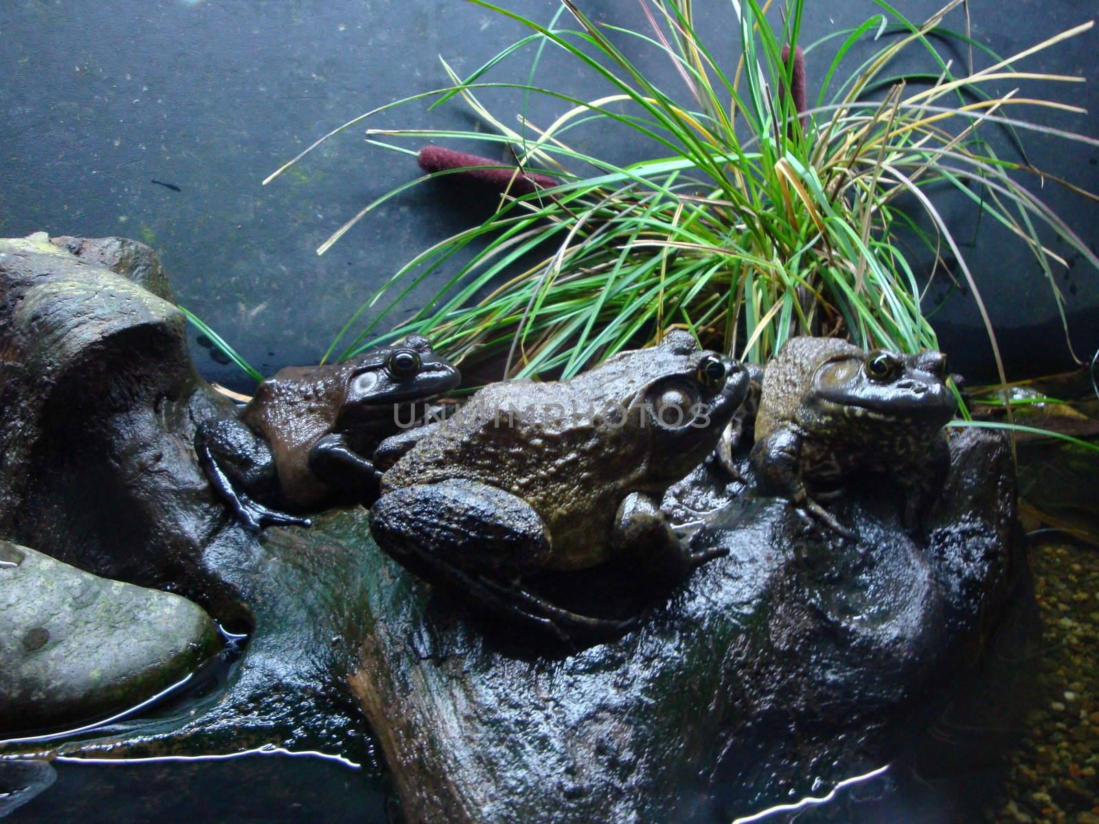The Toad family