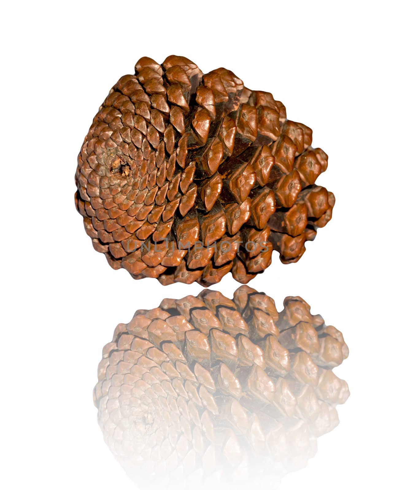 Cedar cone isolated on white background  by schankz