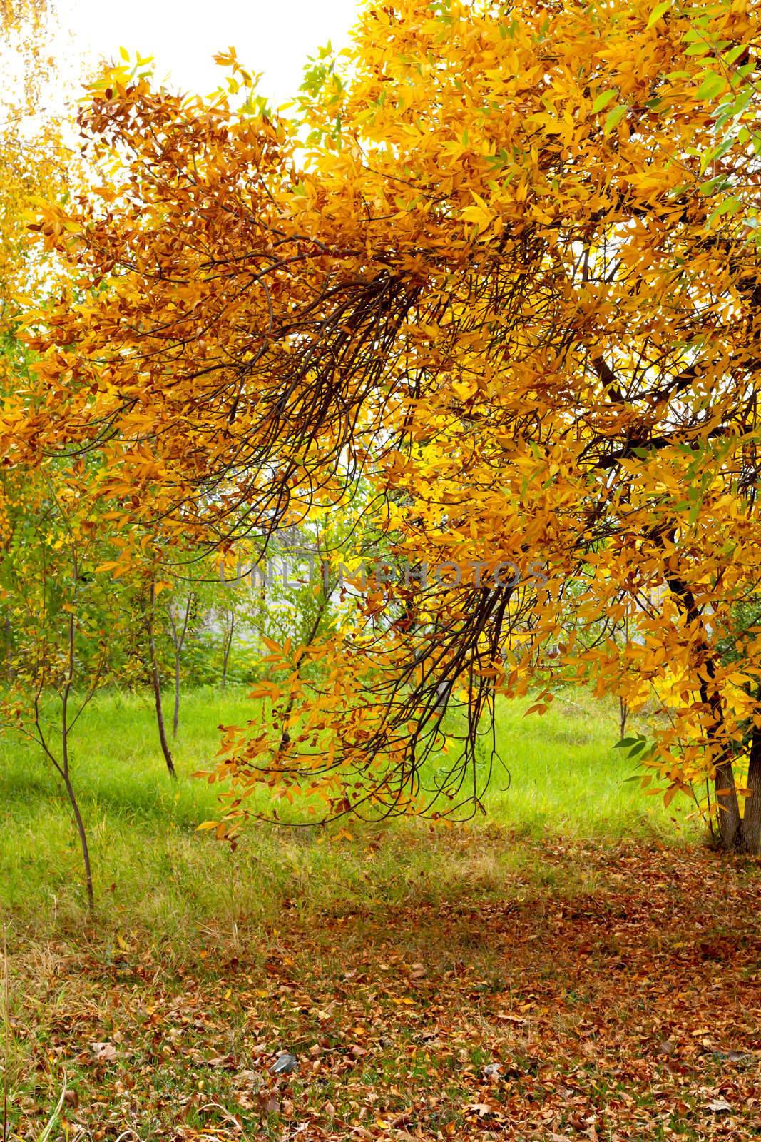 Autumn Pathway  by schankz