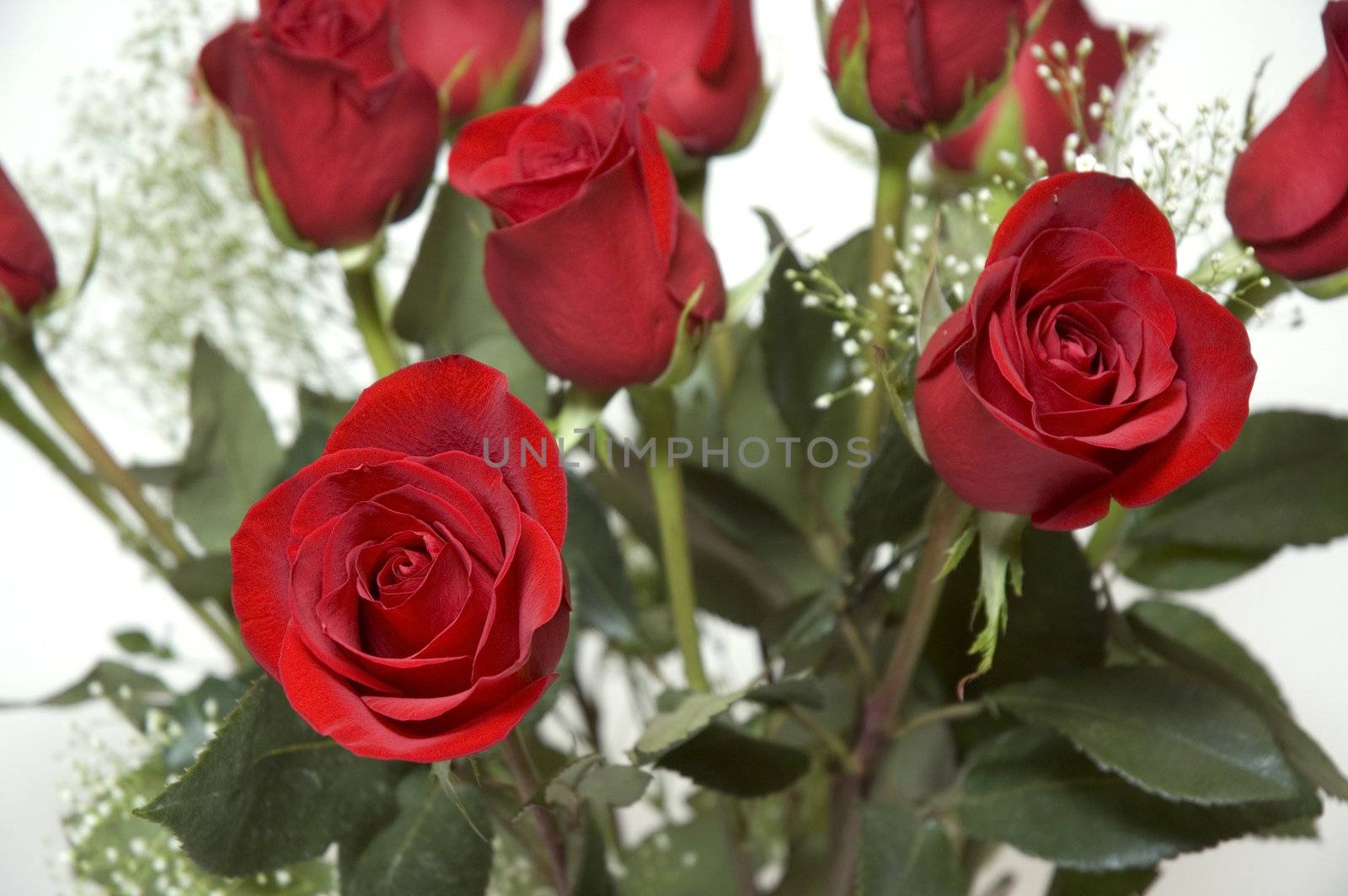 Dozen roses by jeffbanke