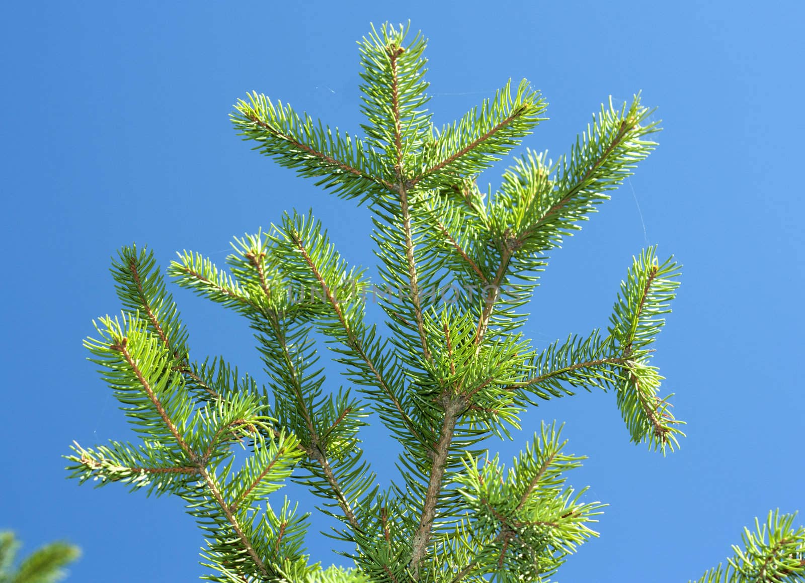 Green pine tree branches 