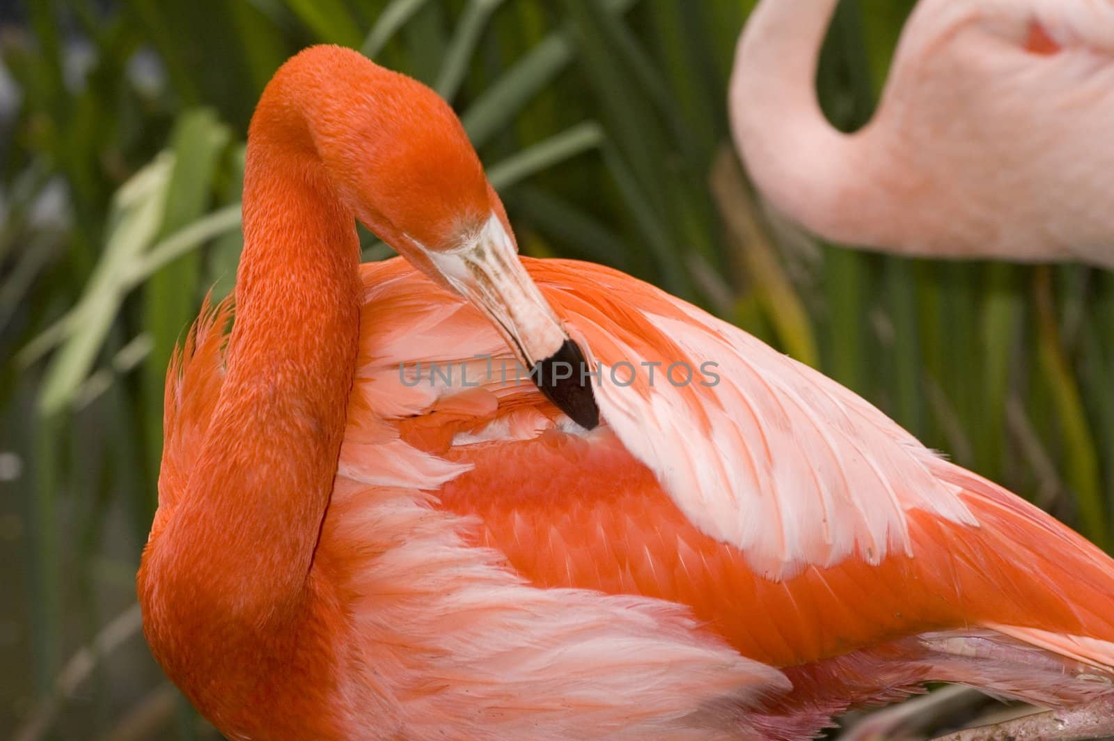 Flamnigo grooming its feathers close up