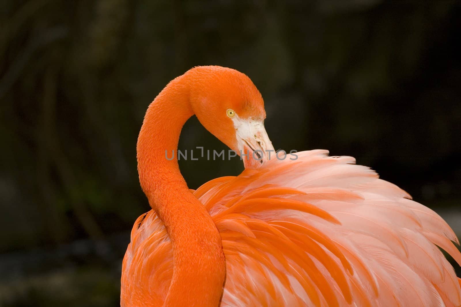 Flamnigo grooming its feathers close up