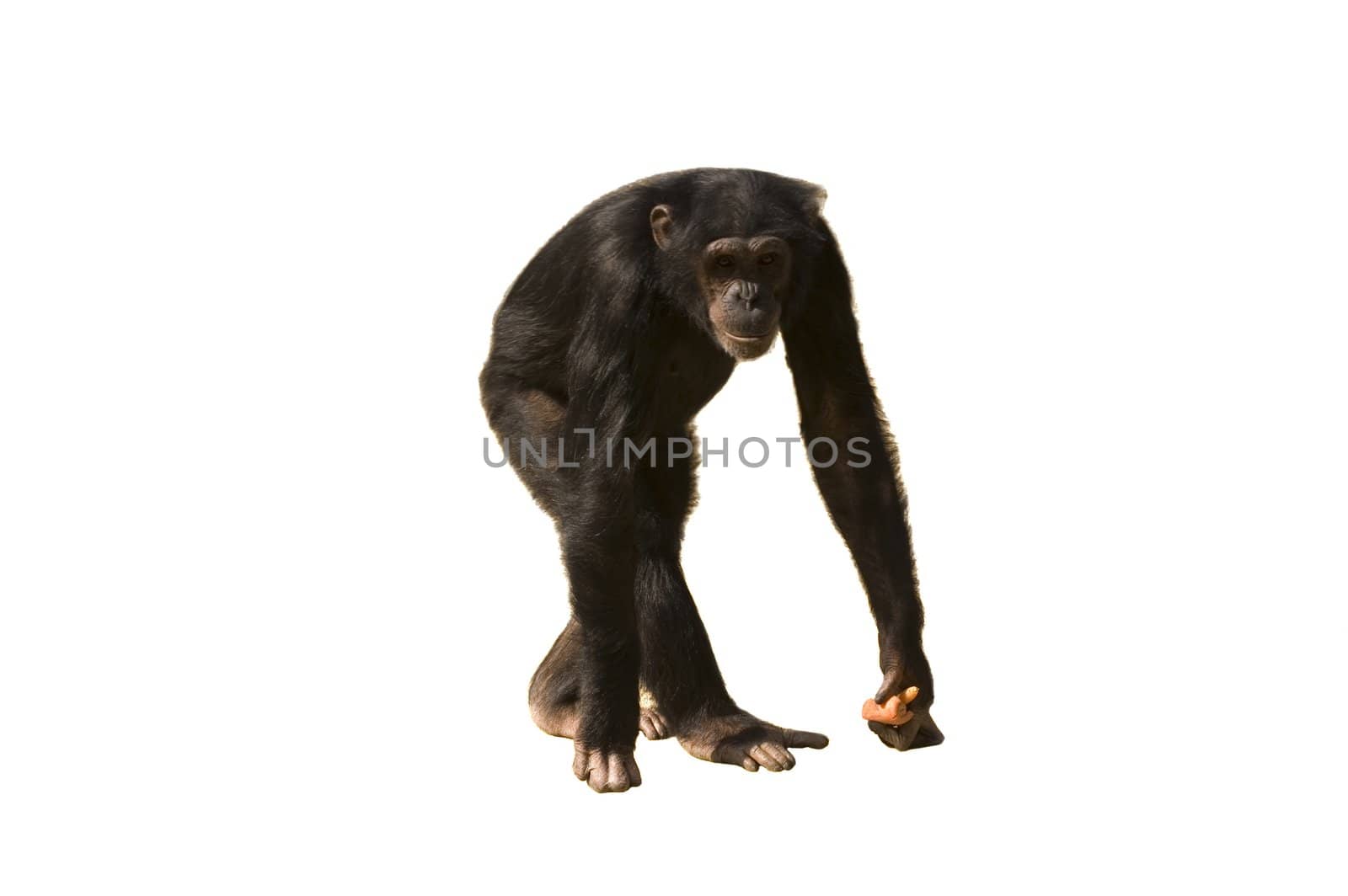 A chimpanzee walking with carrots in its hand isolated over white