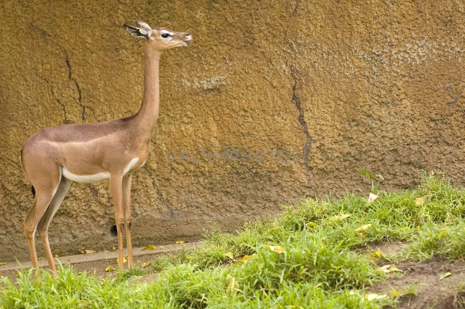 female Gerenuk chewing the cud