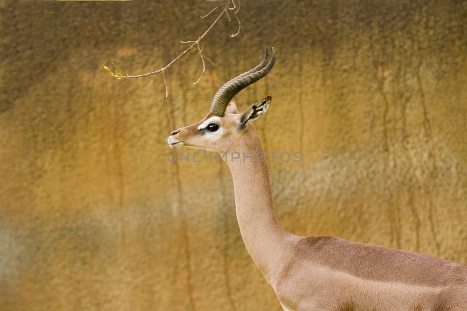 Gerenuk in Los Angeles zoo