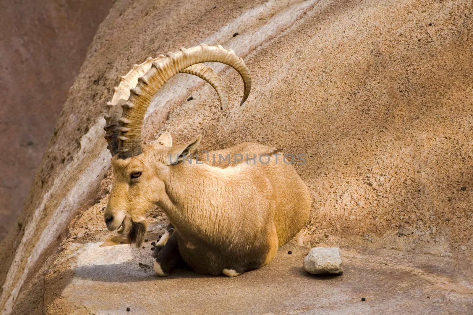 Ibex resting and watching