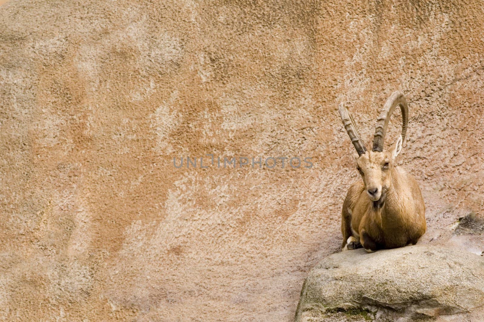 Ibex resting and watching