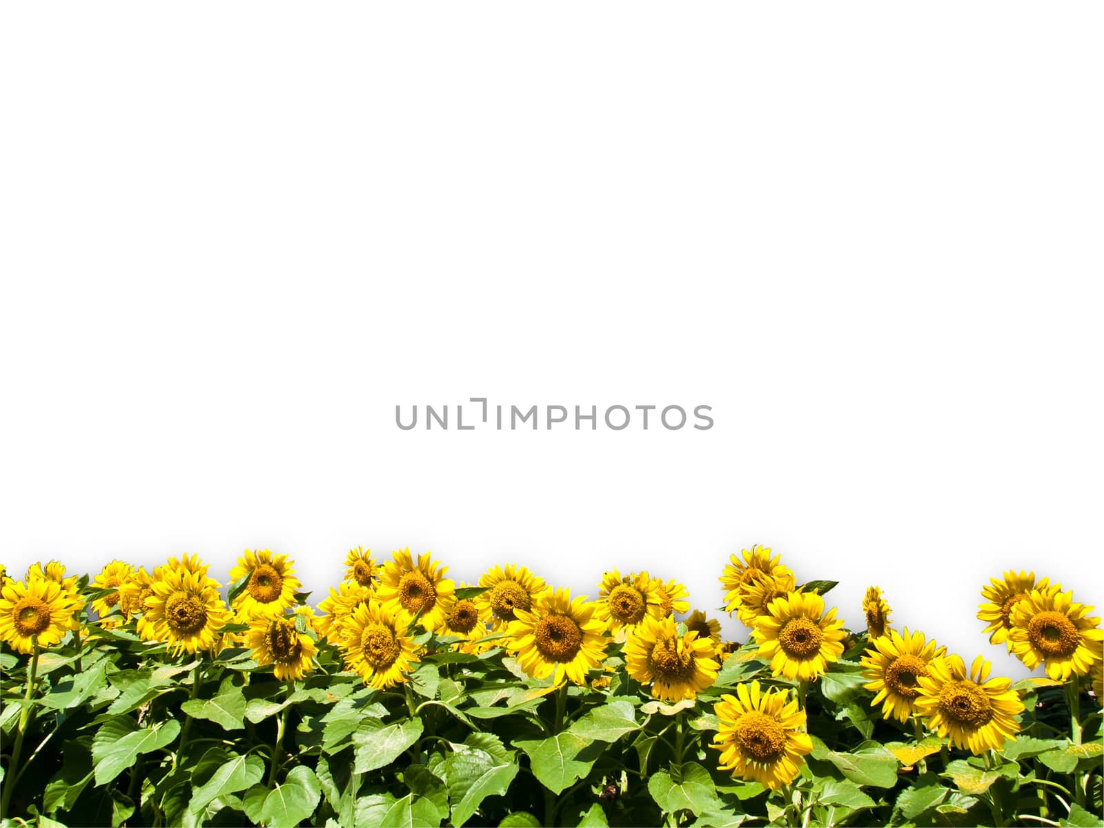 Sun Flower Isolated on White Background by FrameAngel