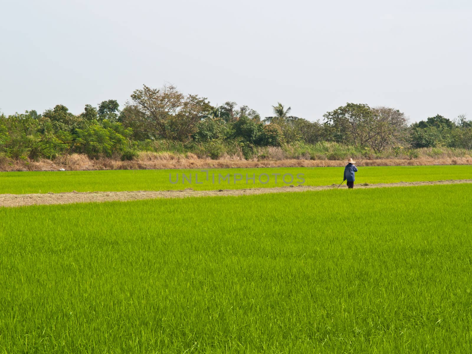 A farmer is working in a ricefield by FrameAngel