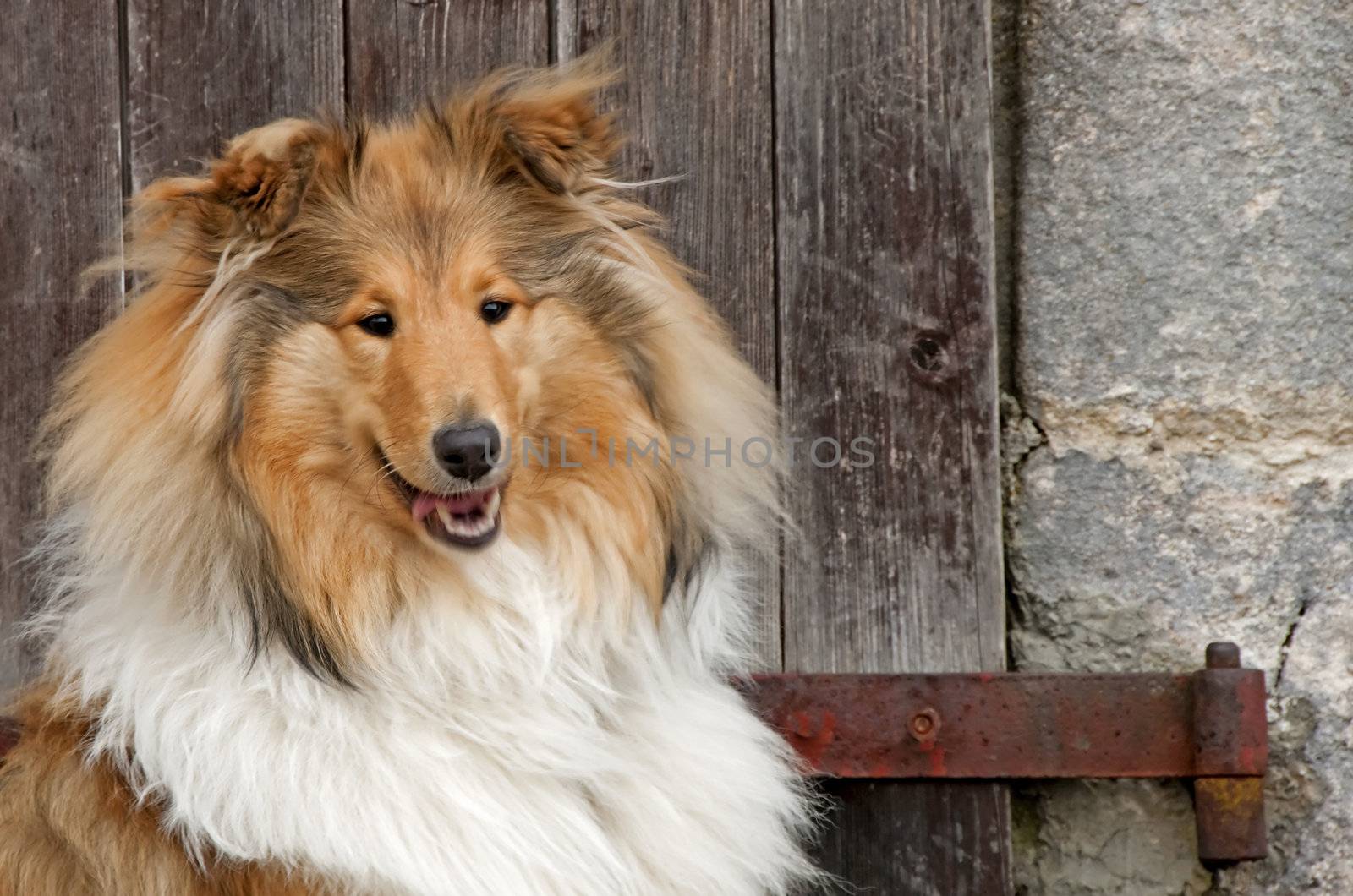 collie dog