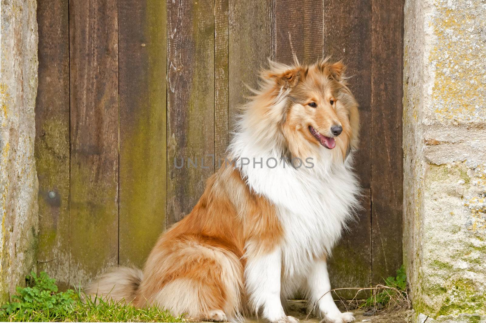 collie total engl by Jochen