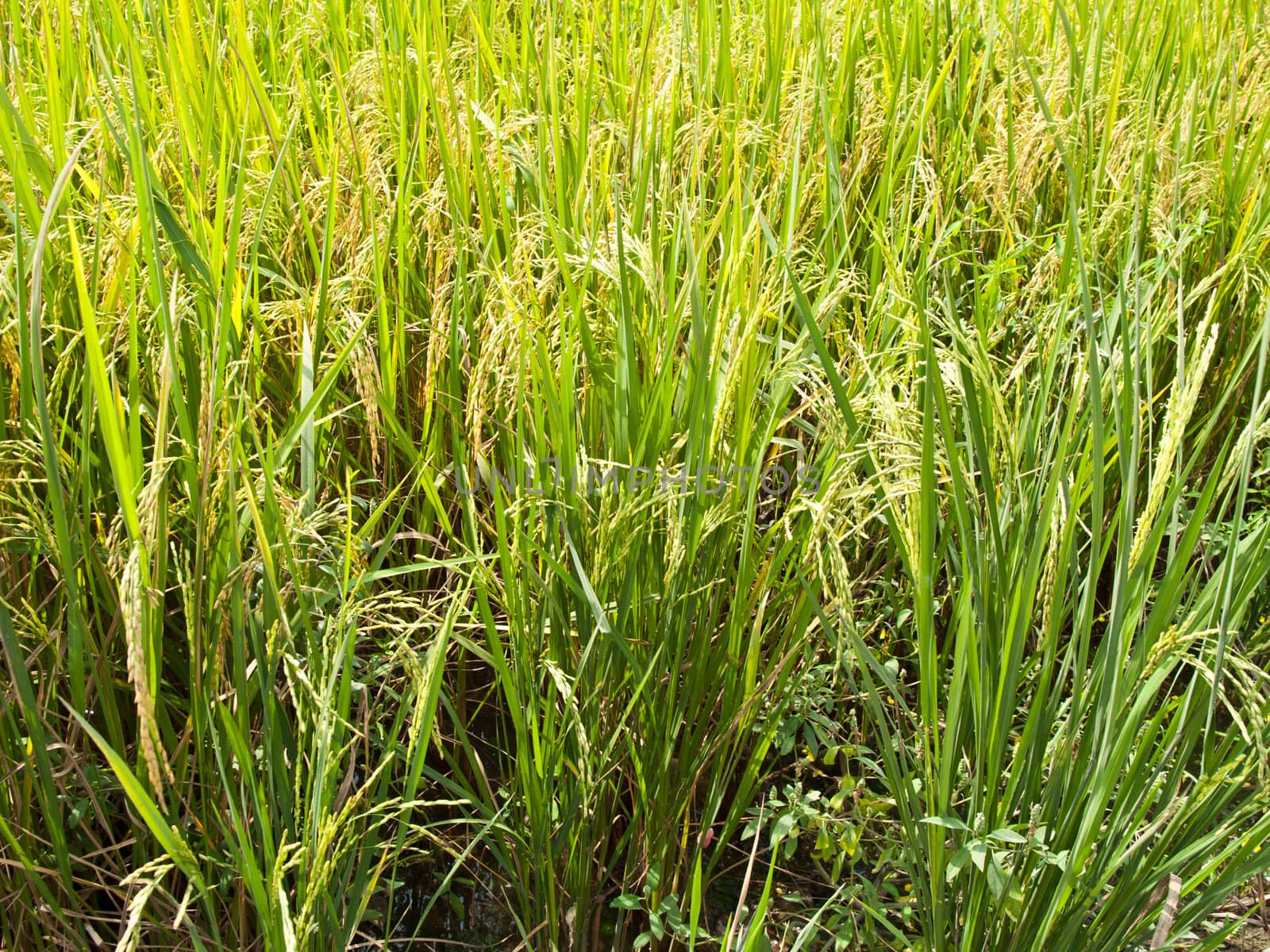 Green rice field