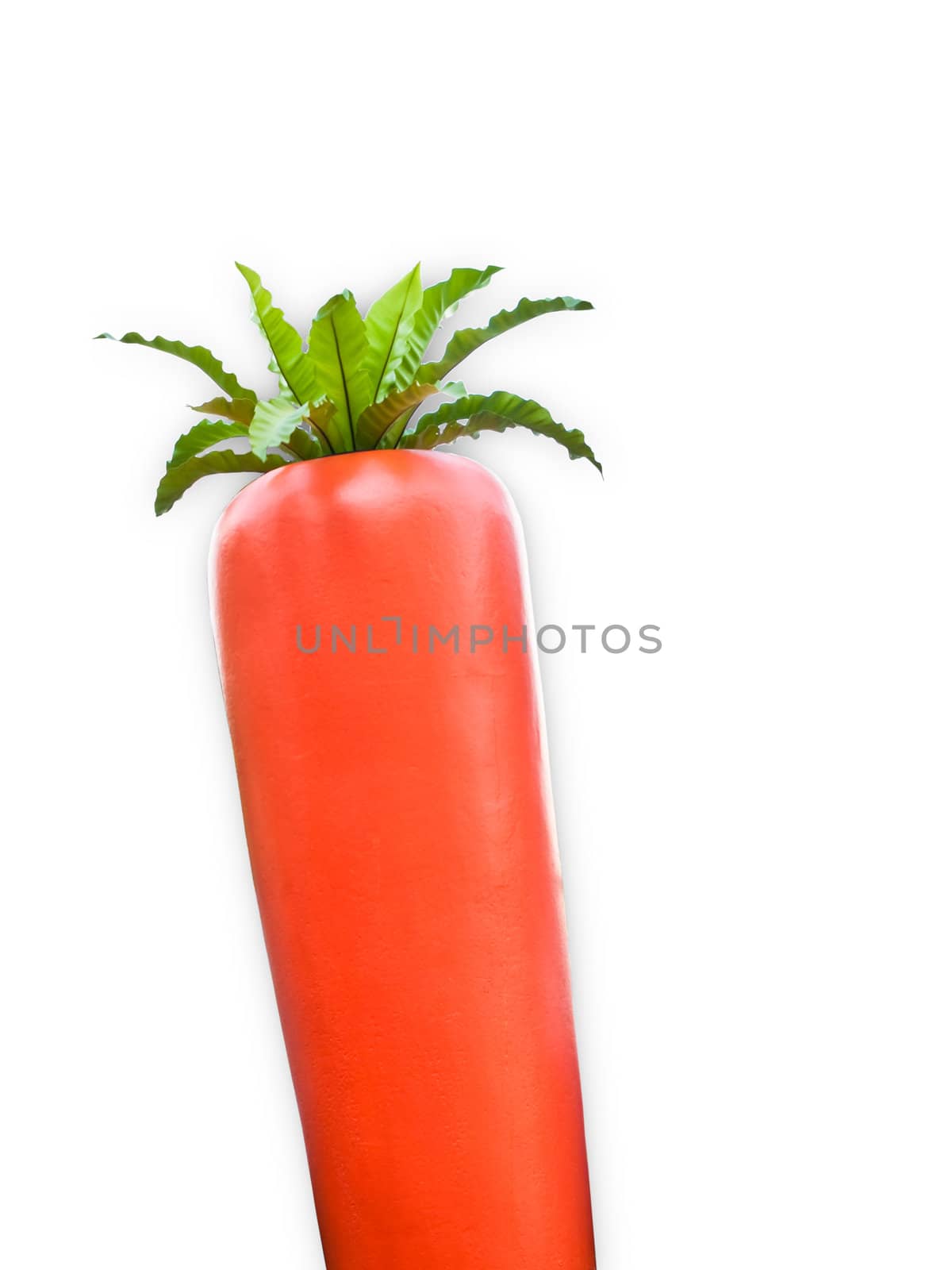 Big carrot isolated on white background