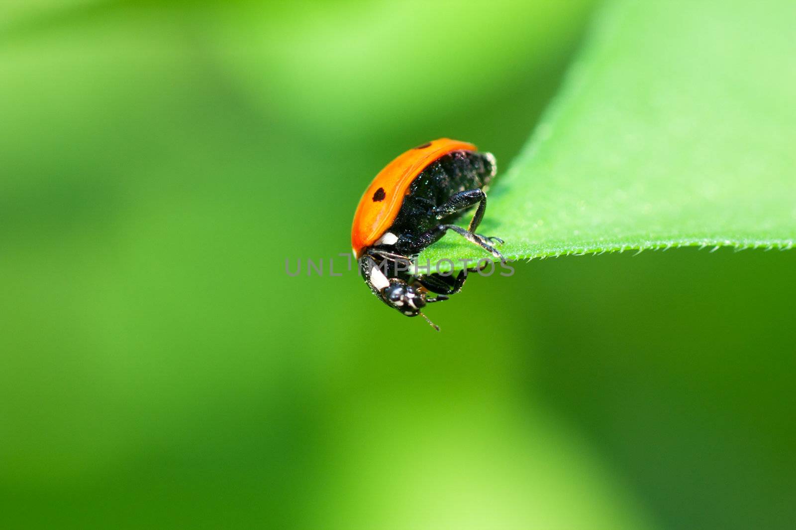 Macro view of ladybird sitting on a green leaf