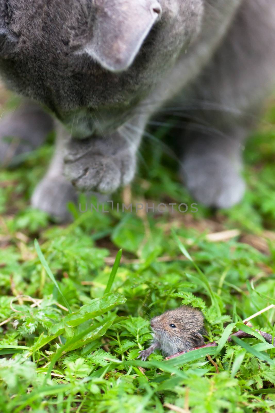 Gray cat hunting after mouse on a gree grass