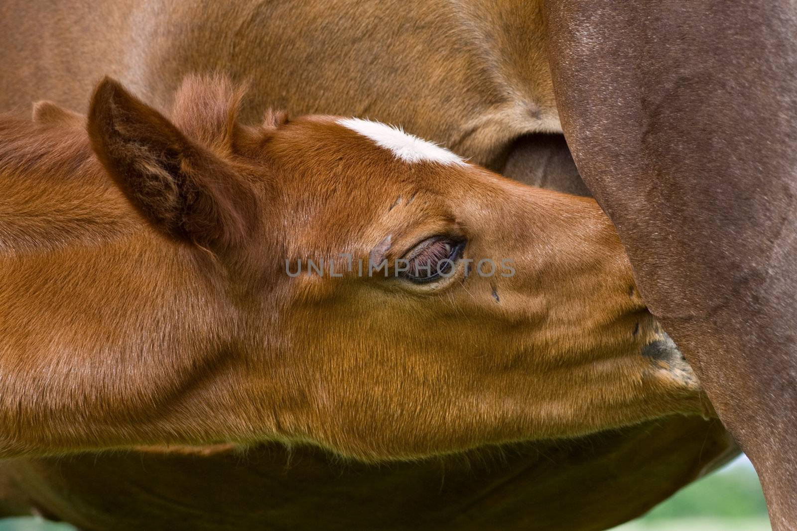 Young horse drinking milk from her mother
