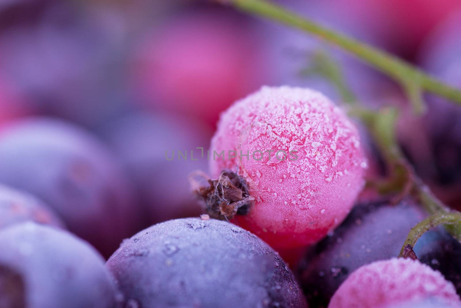 Macro view of frozen berries: blackcurrant, redcurrant, blueberry