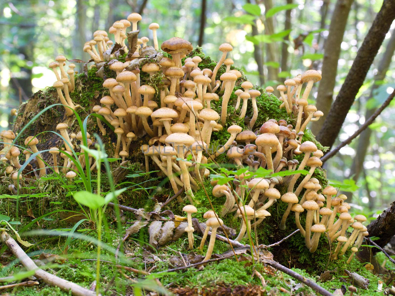 agaric honey fungus in forest