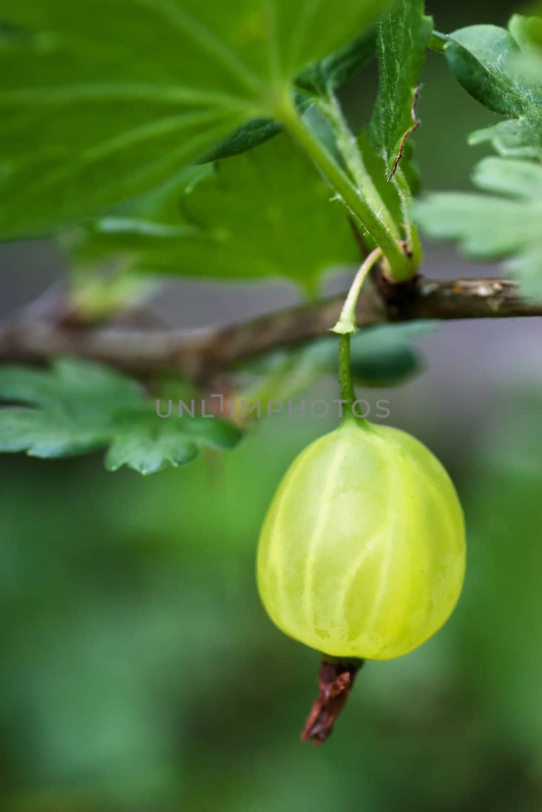 Fresh green gooseberry hanging on a branch