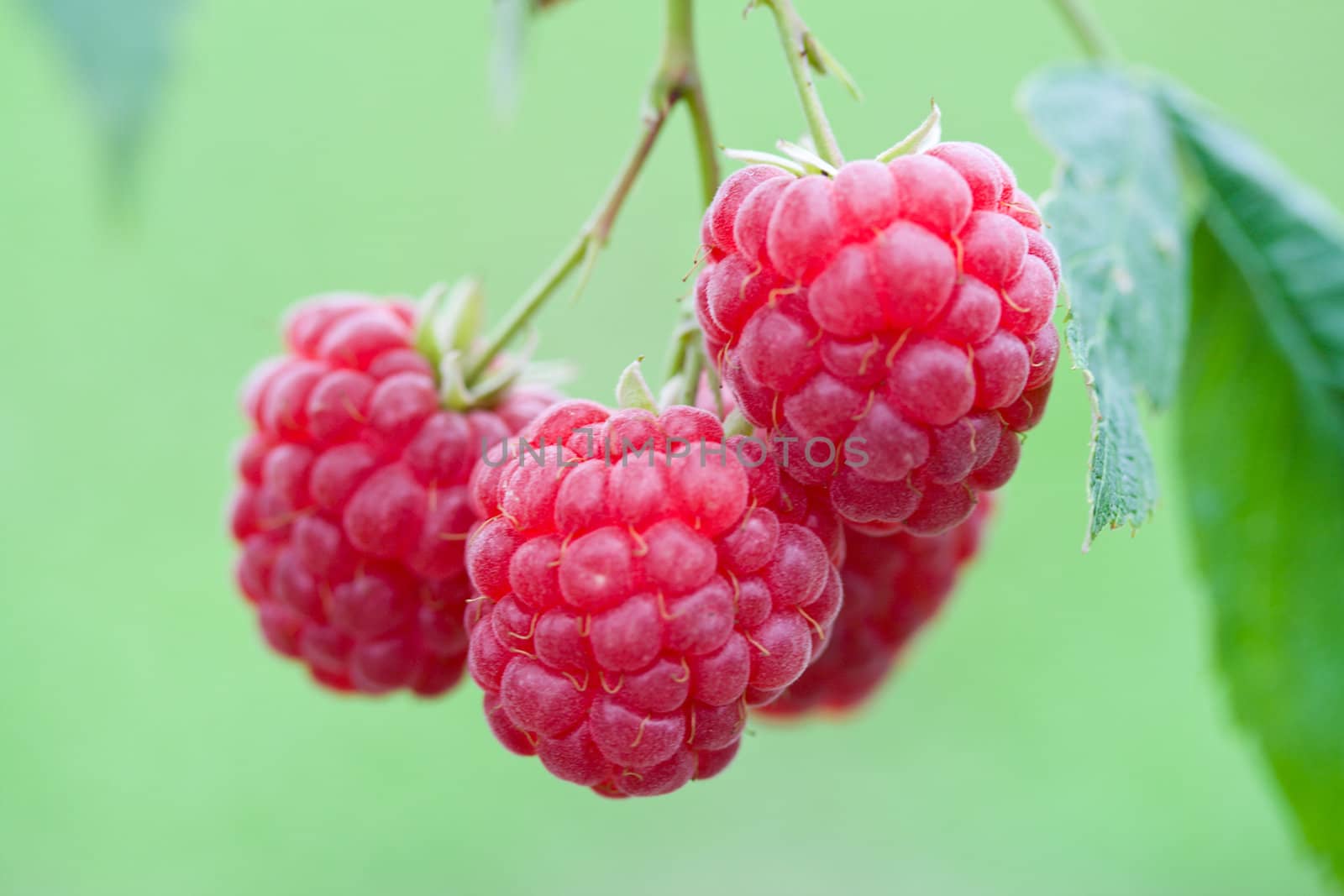 branch of ripe raspberries on green grass background