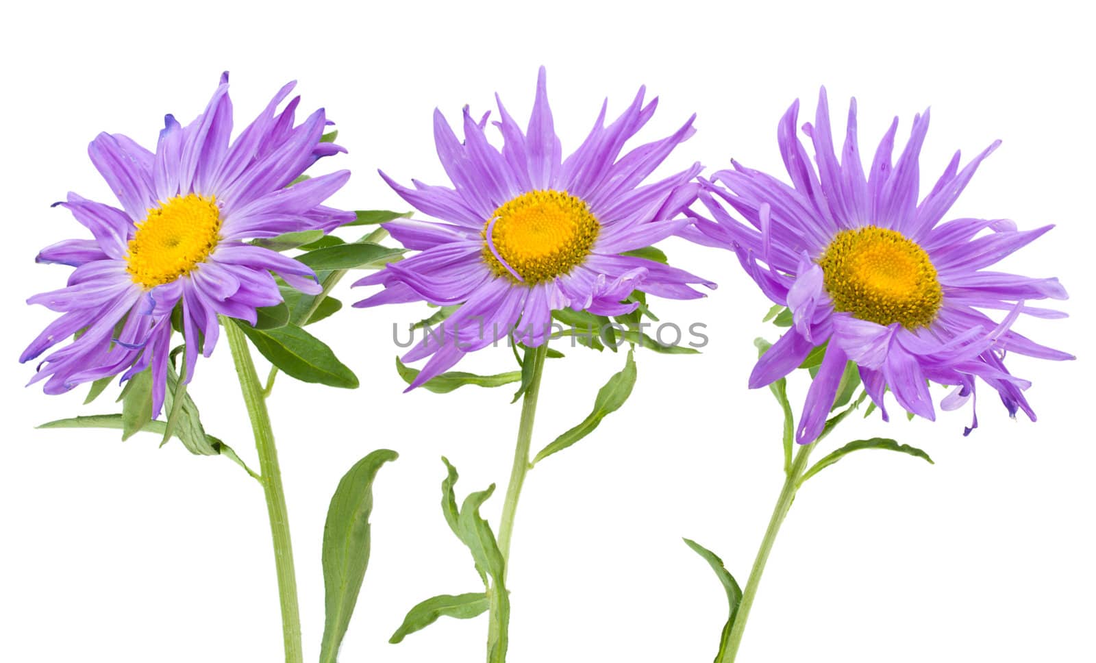 close-up three violet asters, isolated on white