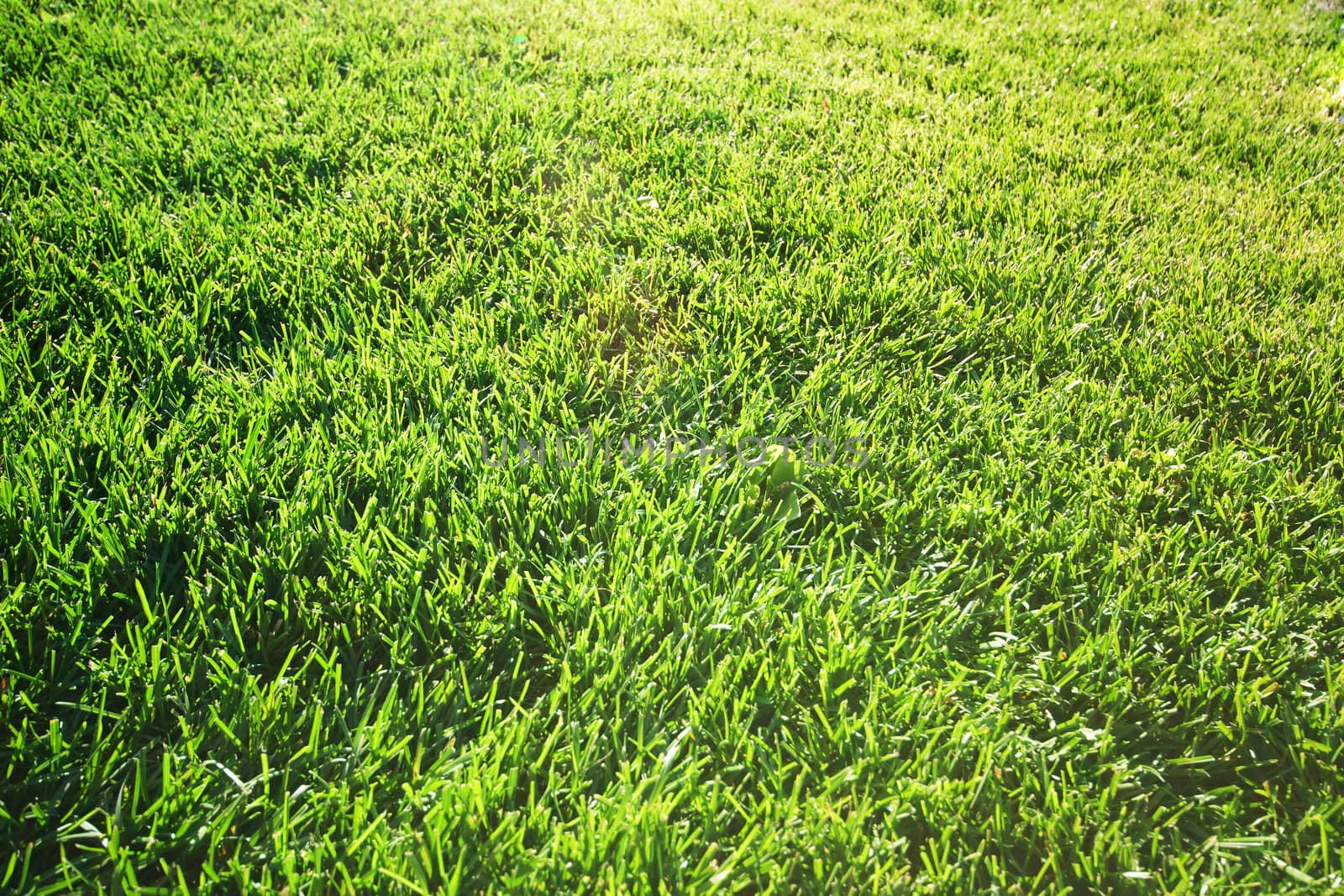 Background with fresh green grass