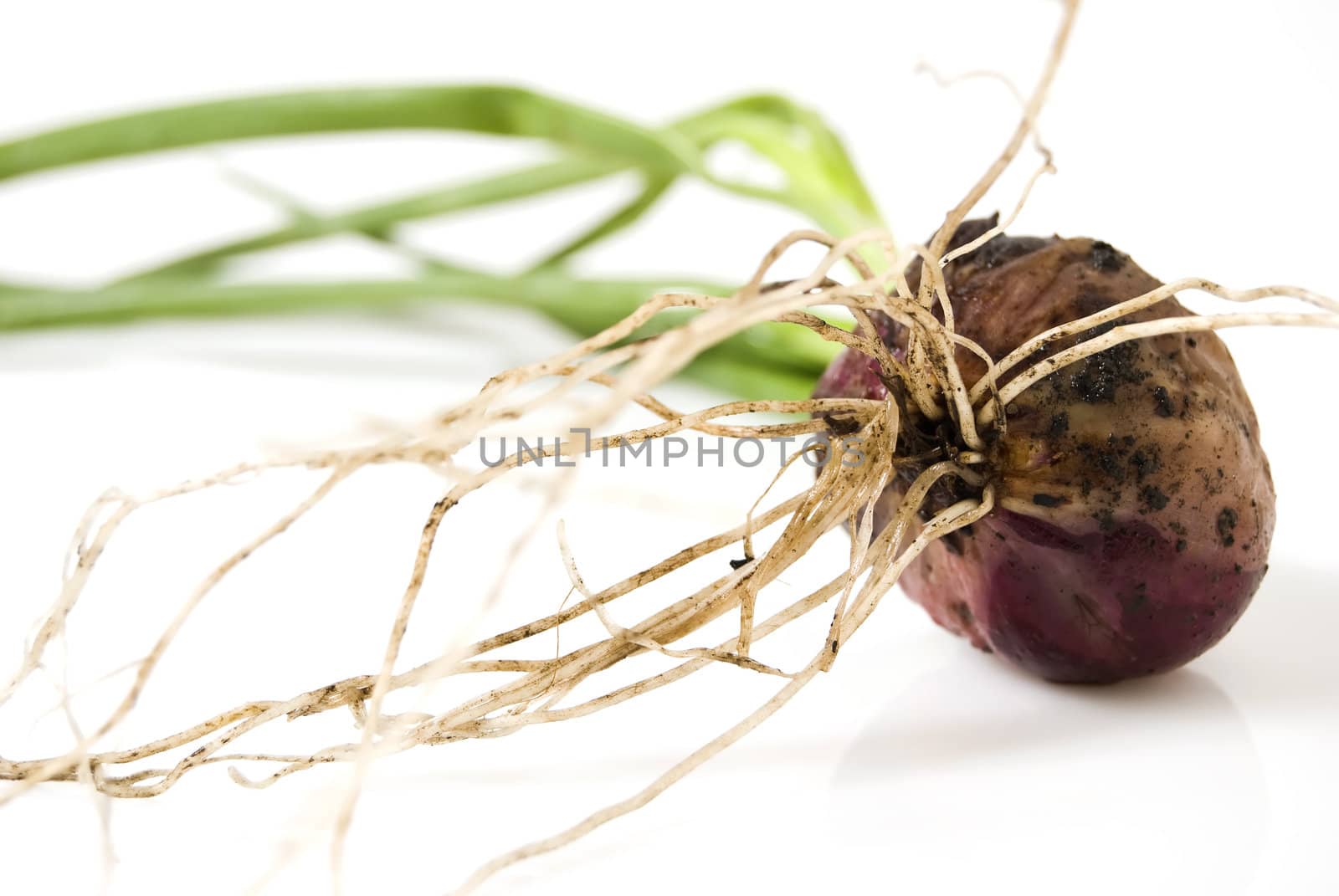 Newly harvested onion, with leaves and roots still attached