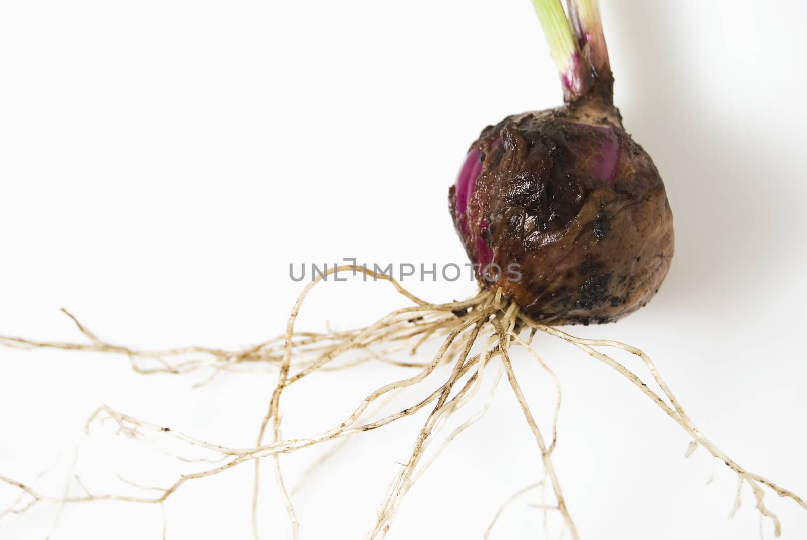 Newly harvested onion, with leaves and roots still attached