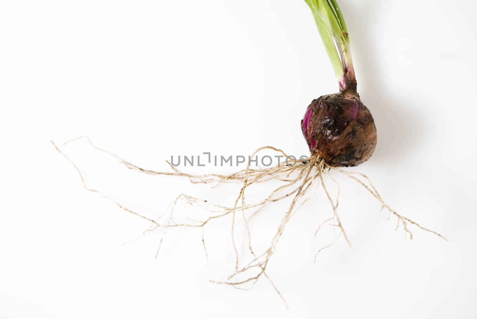 Newly harvested onion, with leaves and roots still attached