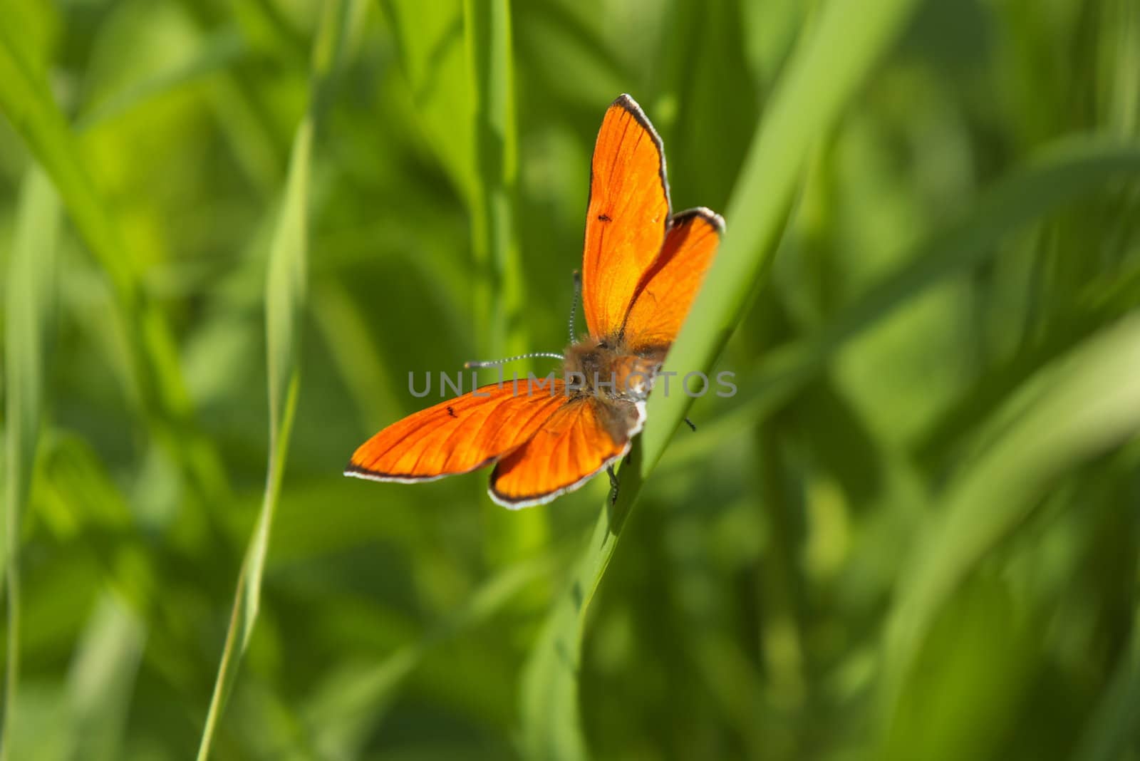 macro photo of the beautiful orange butterfly