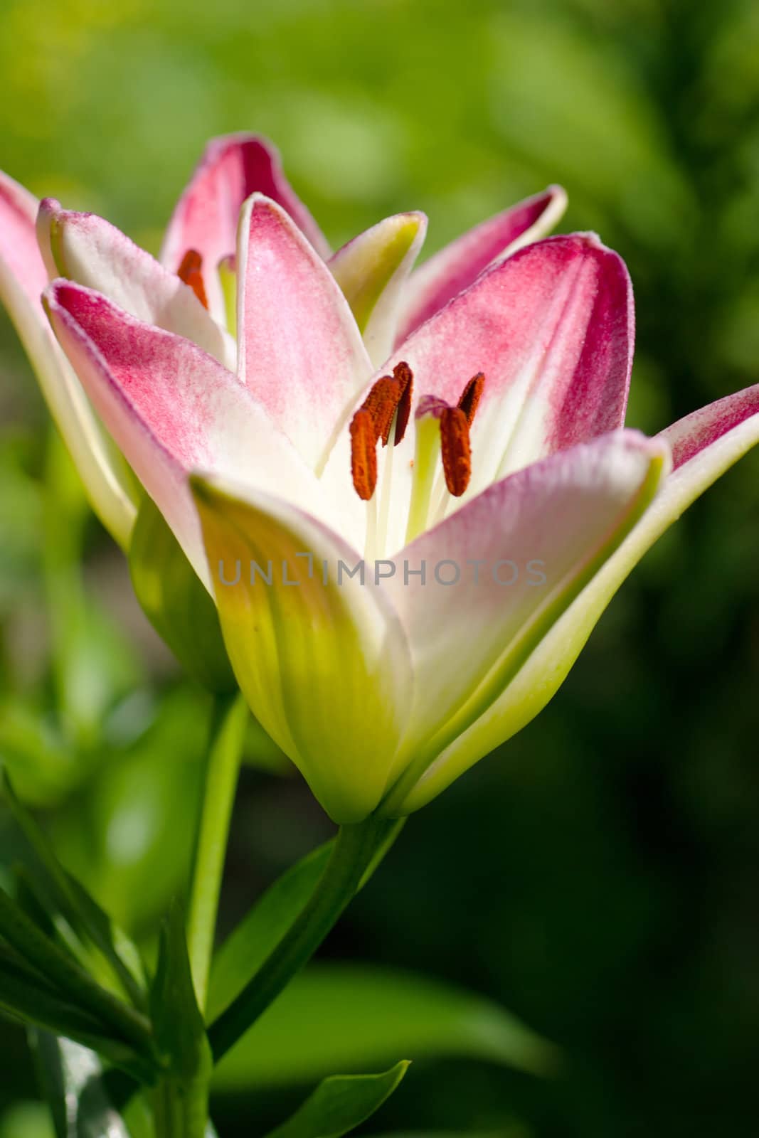 A big opened white lily in a garden