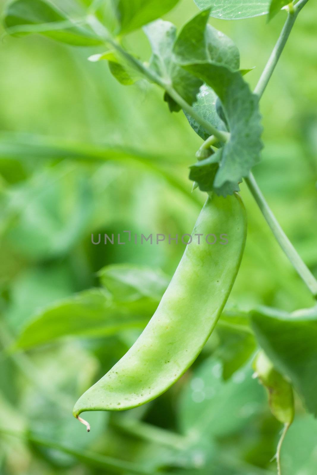 Fresh green pea growing on a farm