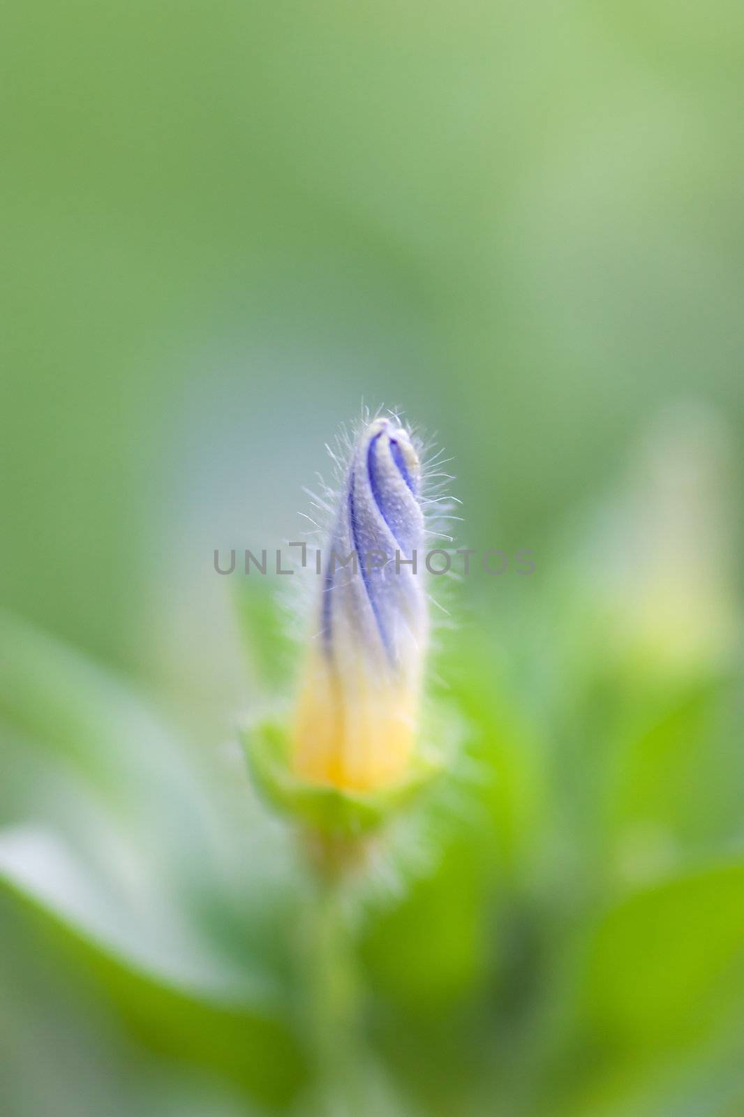 Tender blue flower with closed bud over green backgroung
